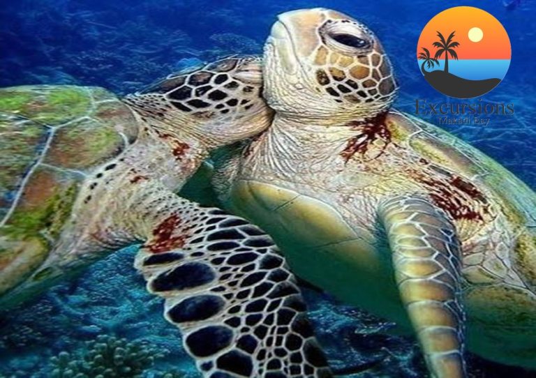 Turtles Abu Dabbab from Makadi Bay snorkeling excursion with giant green sea turtles in Red Sea