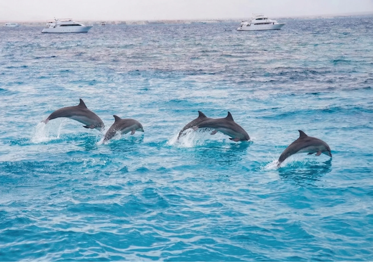 Dolphin House from Makadi boat trip with wild dolphins jumping in open sea